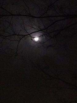 木の枝に見えるおぼろ月