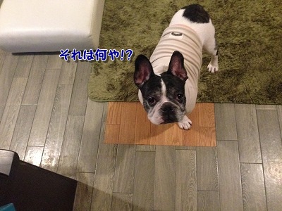 お出かけ? (1)