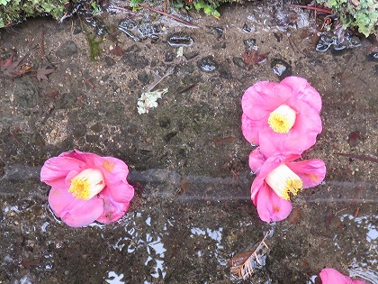 ツバキの花
