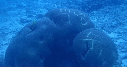 (聯合ニュース)タイのある国立公園で、海中のサンゴがハングルの落書きによって毀損された事実が知られ、非難世論が沸き立っている。