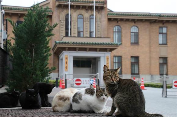 山梨県庁の猫