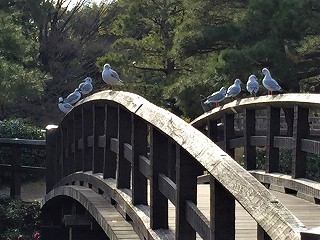 白鳥庭園 橋の上のユリカモメ　