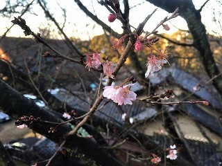 成田山2017　四季桜