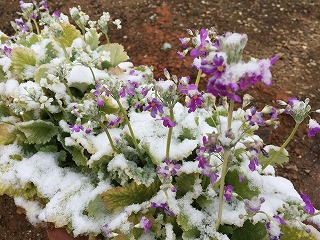 雪景色　花