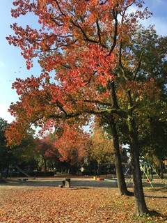 大森中央公園紅葉