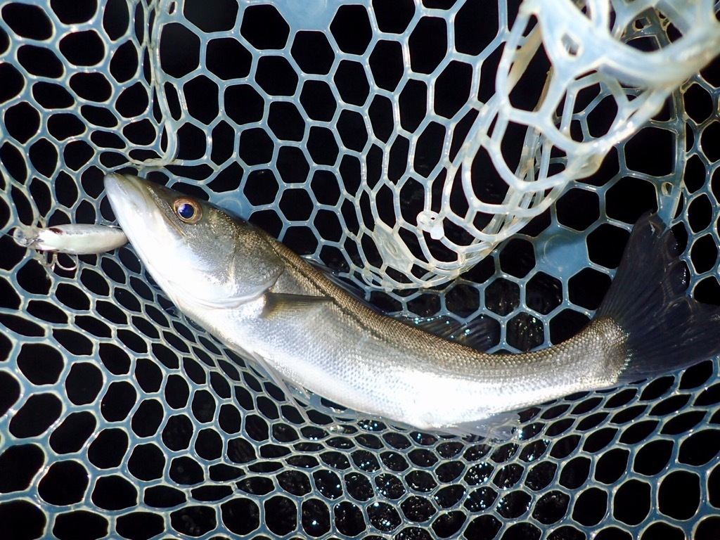 20161127224839d13.jpg
