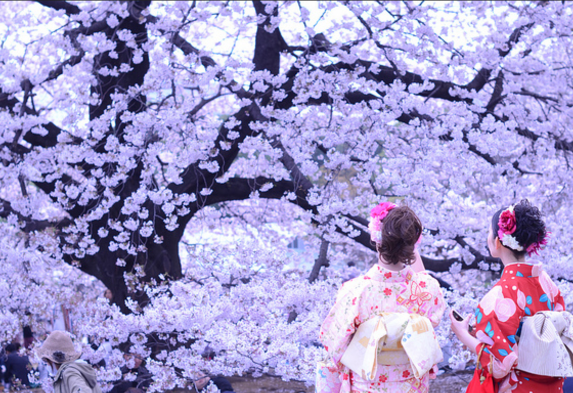 反応 まとめ 桜 海外 の 韓国人「日本の桜は韓国発祥だ！桜の文化がある」「日本人の祖先は韓国人？」海外の反応