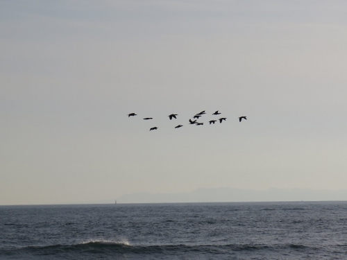 伊良湖岬　鳥