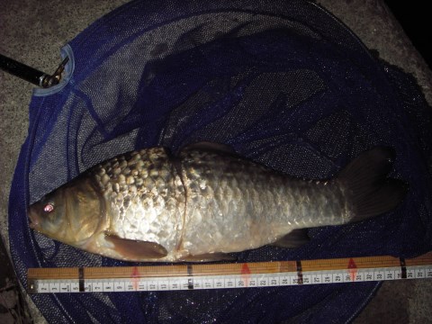 中川　フナか鯉ベラ　36cm　以前釣ったPEラインフナさん