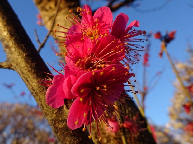 梅の花＠赤羽台 (10)