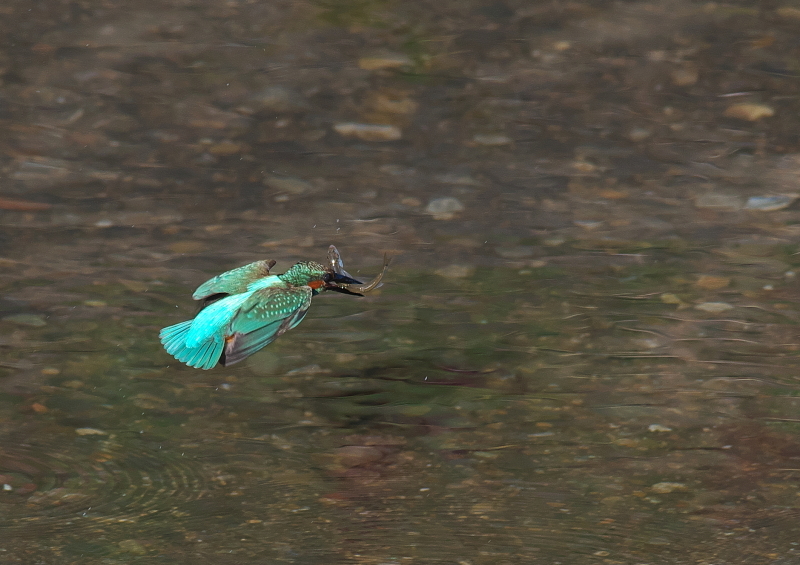 大きな魚 (3)