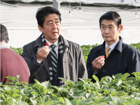 福島でイチゴを試食する安倍出戻り総理