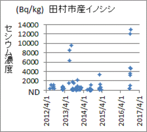 ２年連続で上昇する福島県田村市産イノシシのセシウム濃度