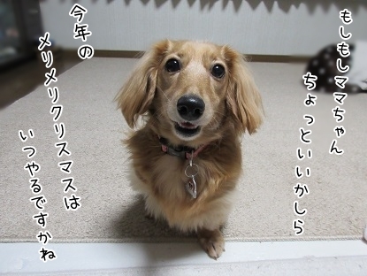 kinako6360.jpg