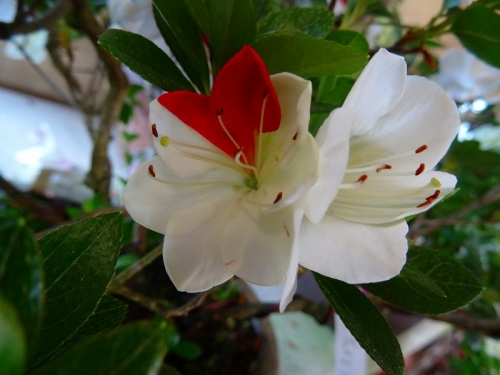 白い花かざりDSC01861