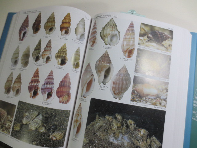 日本近海産貝類図鑑第二版 | オゴクダの貝