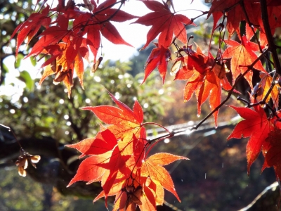 紅葉