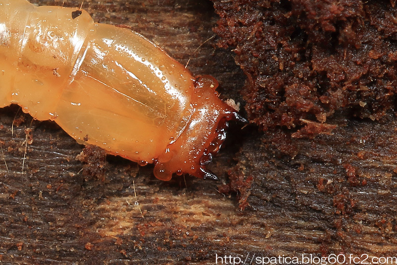アカハネムシ一種幼虫尾端