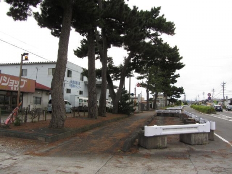 上青島の松並木