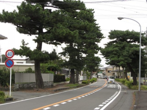 青島の松並木