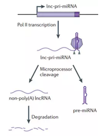 lncRNA-DB-7.png