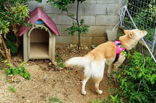 犬小屋a P1070030