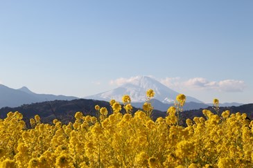 1/22　菜の花越しに見える雪の富士山　　吾妻山公園