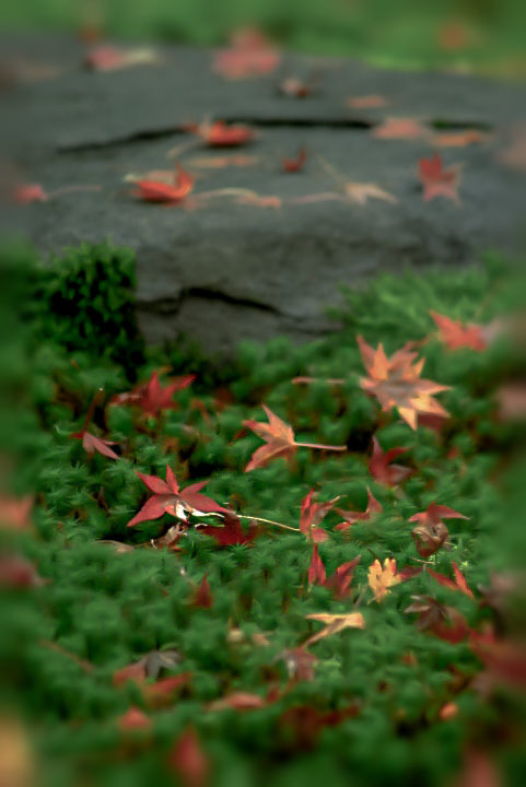 苔と紅葉