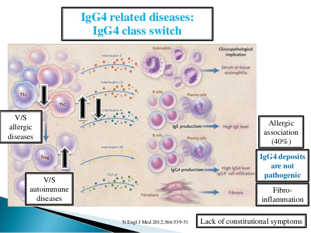 pathogenetic-issues-of-igg4-related-diseases#