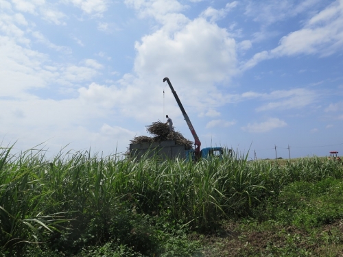 波照間島　サトウキビ収穫風景