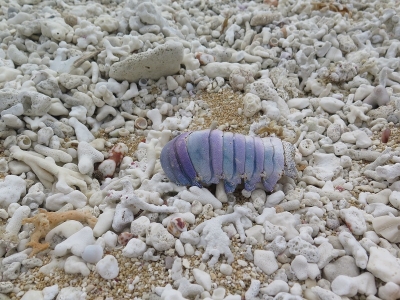 波照間ぺムチ浜　ゴシキエビの殻