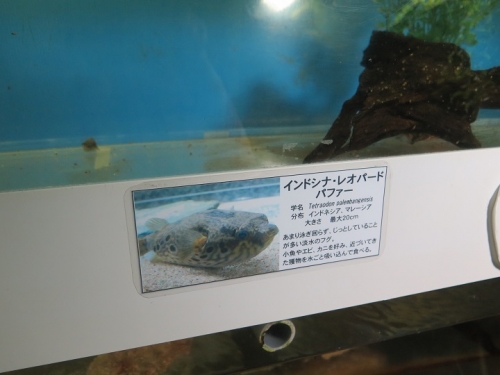 東京タワー水族館　インドシナ・レオパード・パファー