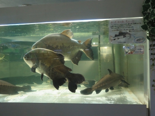 東京タワー水族館　レッドテールキャット他