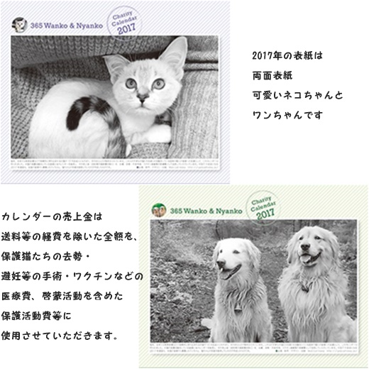 cats1_20161213145447852.jpg