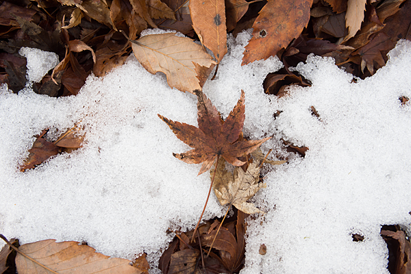 残雪とモミジの枯れ葉