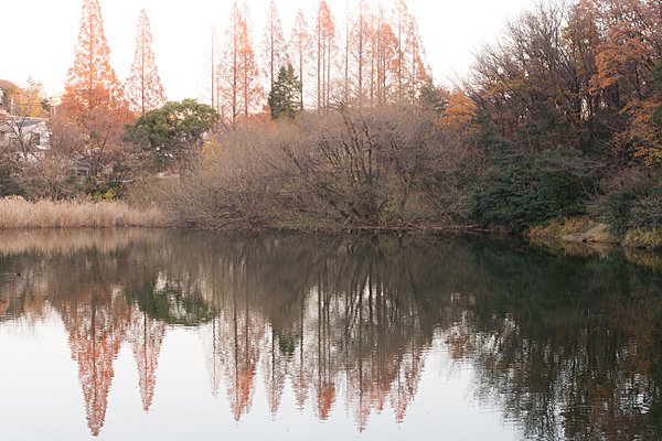 茶屋ヶ坂公園池
