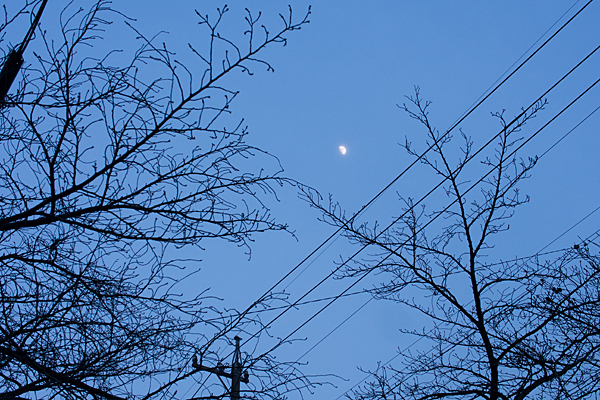 桜の木と月の夕暮れ