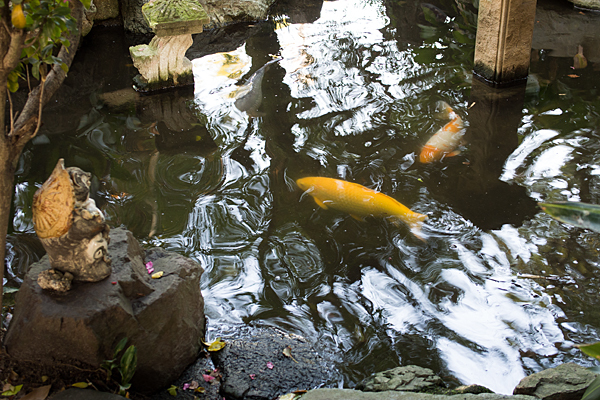 矢田六所神社池の鯉