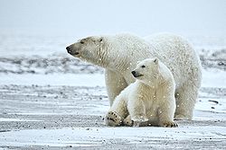 250px-Polar_Bear_ANWR_1.jpg