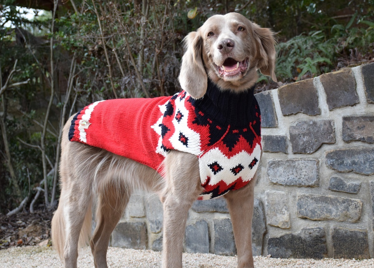 ★新デザイン★Chilly Dog Sweaters ウール100%ドッグセーター - 大型犬のための海外直輸入グッズ専門店スタジオバンビBLOG