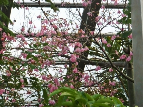 トックリキワタ（ヨイドレノキ）パンヤ科～ピンクの大きな花が咲いています♪「IZU・WORLD みんなのHawaiians 植物園」で開花中♪2016.12.10
