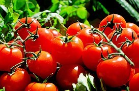 tomatoes-1280859__180.jpg