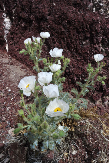blog 11 Mojave to Death Valley, Death Valley, 190 Father Crowly's Point, Mojave Prickly Poppy (Argemone corymbosa), CA_DSC2177-4.6.16.(1).jpg