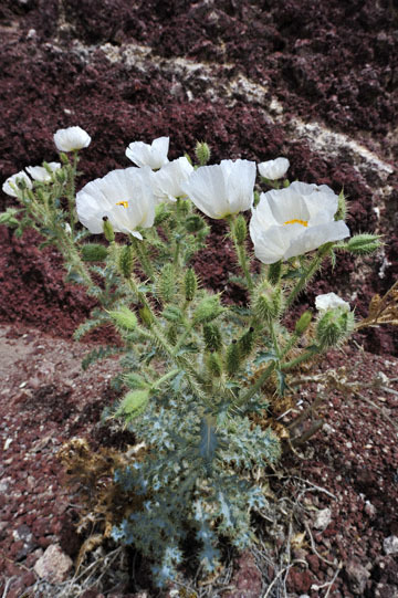 blog 11 Mojave to Death Valley, Death Valley, 190 Father Crowly's Point, Mojave Prickly Poppy (Argemone corymbosa), CA_DSC2175-4.6.16.(1).jpg
