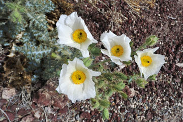 blog 11 Mojave to Death Valley, Death Valley, 190 Father Crowly's Point, Mojave Prickly Poppy (Argemone corymbosa), CA 2_DSC2173-4.6.16.(1).jpg