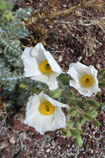 blog 11 Mojave to Death Valley, Death Valley, 190 Father Crowly's Point, Mojave Prickly Poppy (Argemone corymbosa), CA 2_DSC2172-4.6.16.(1).jpg